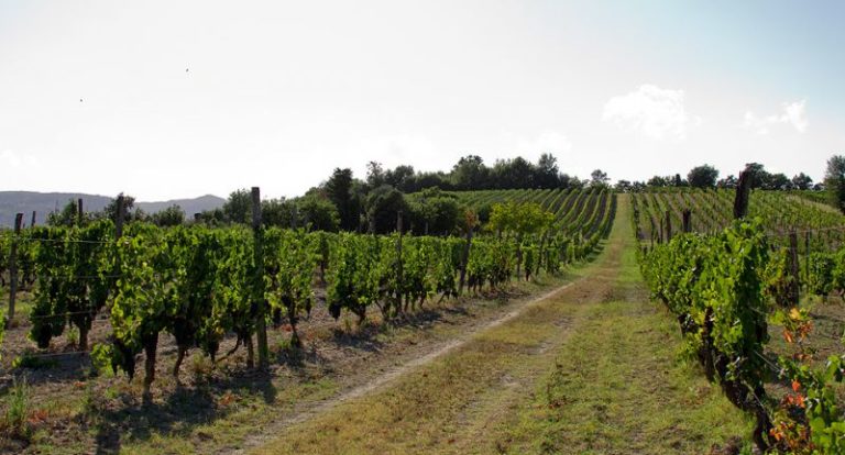I bellissimi vigneti storici della fattoria
