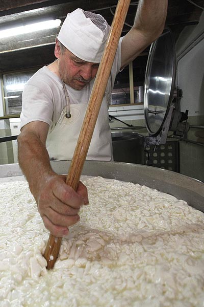 Produzione biologica di Pecorino toscano