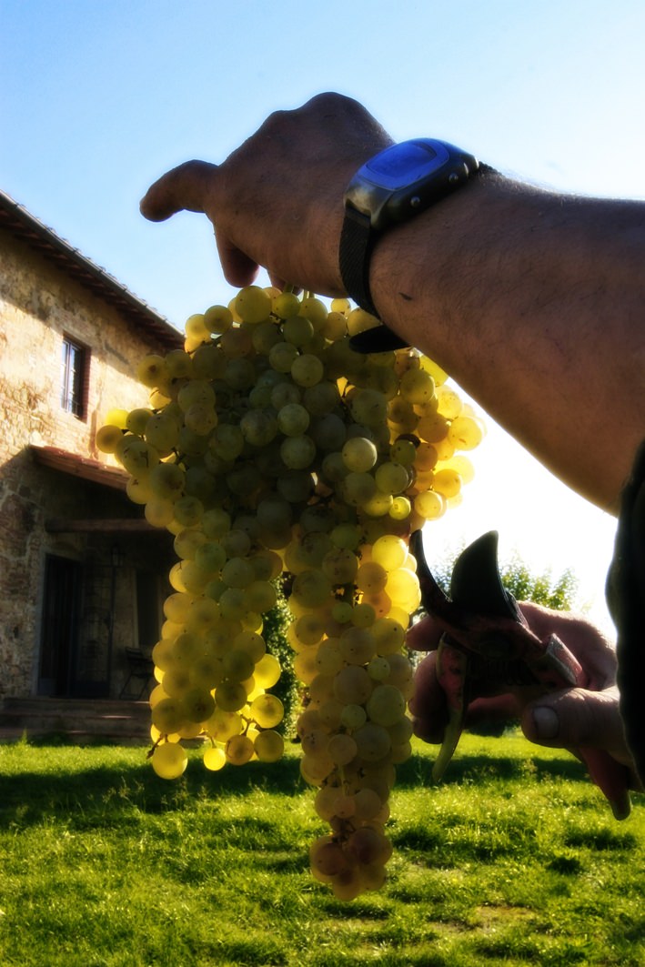Momento della vendemmia