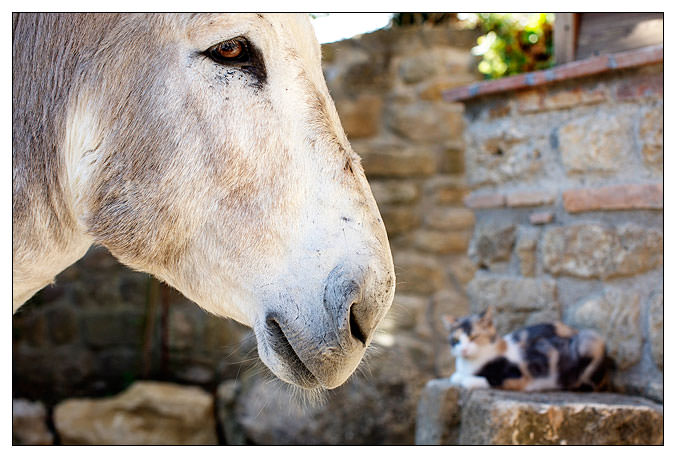 Un abitante della fattoria