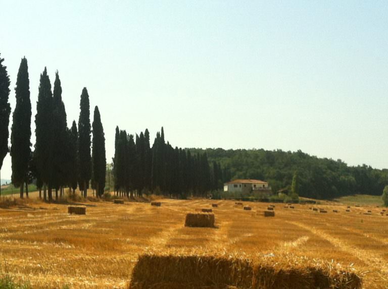 Filari di cipressi in estate