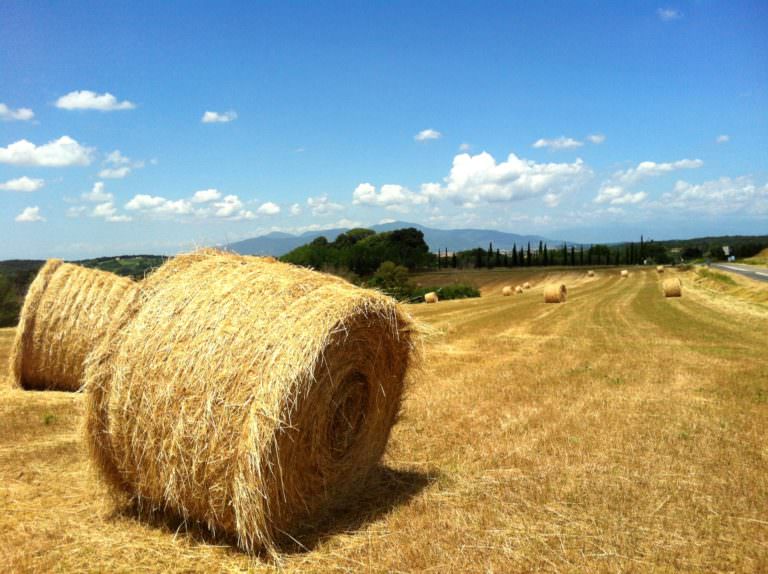 Campi coltivati