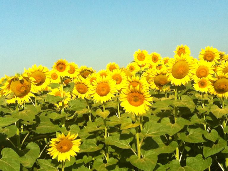 I fiori più grandi