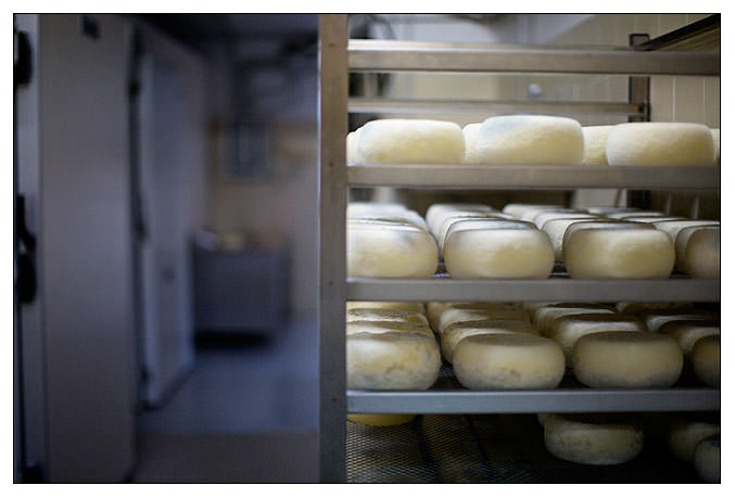 Muffa che cresce sopra il pecorino