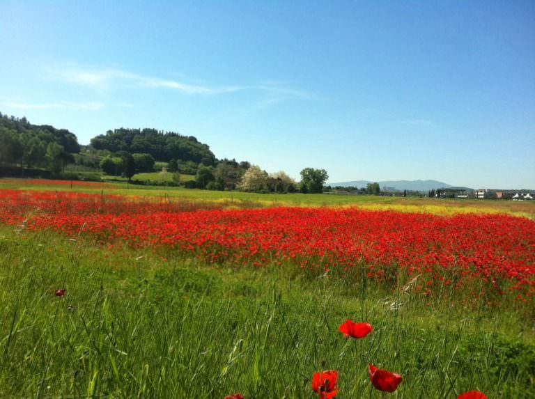 Colori di Toscana