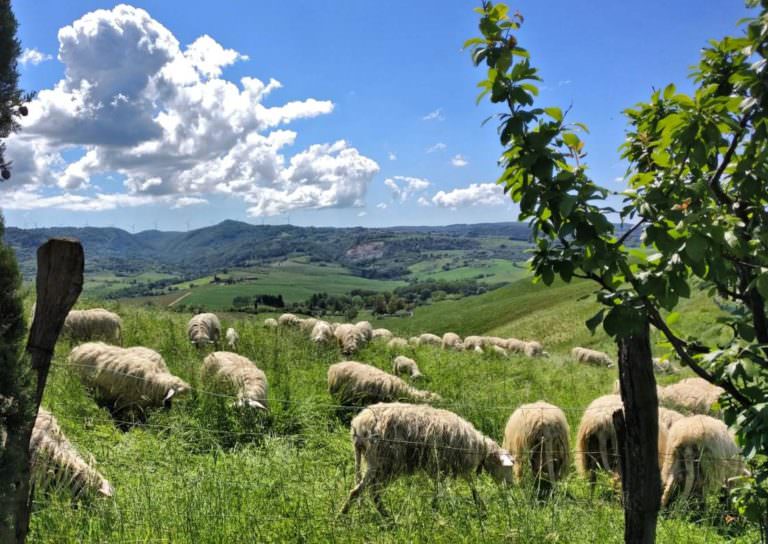 Pecore di razza sarda a Volterra