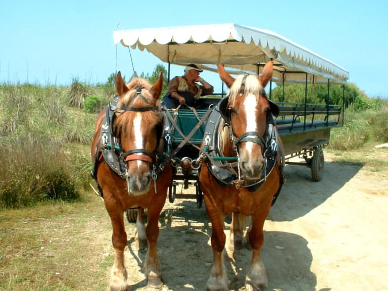 Passeggiate in carrozza per il parco di San Rossore