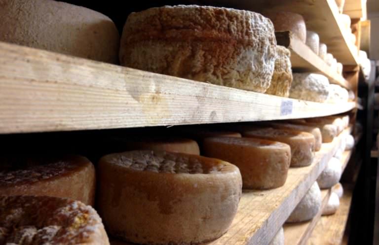 Assaggiare pecorini in Toscana