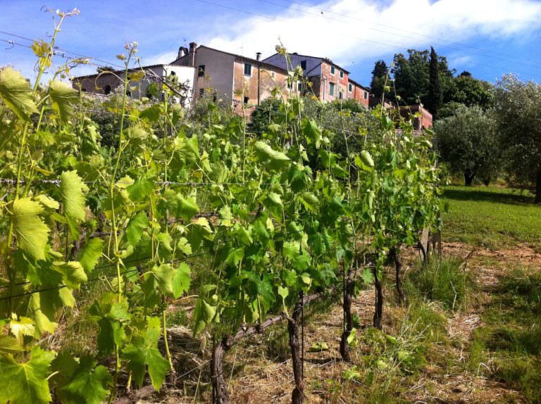 Visita di cantina e borgo medievale