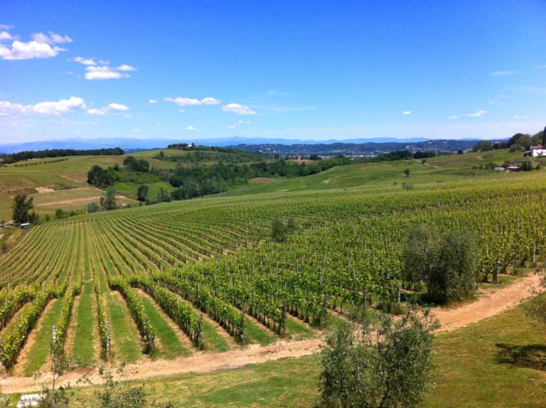 I vigneti delle Terre di Pisa