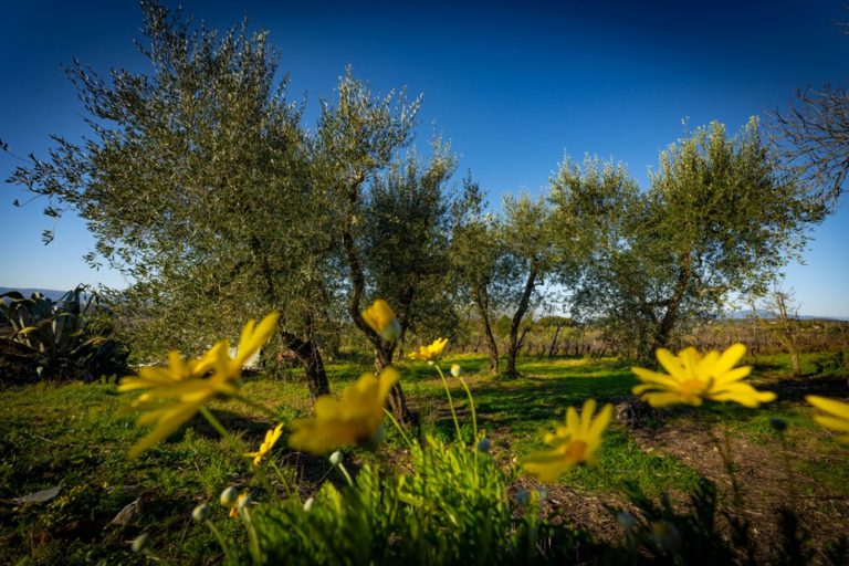 Olio extra vergine di oliva